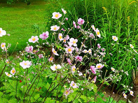 Japanese anemone - Anemone hupehensis Cultivated in the gardens of Ooidonk Kasteel. Aug, 2013.  Anemone hupehensis,Belgium,Geotagged,Japanese anemone,Summer