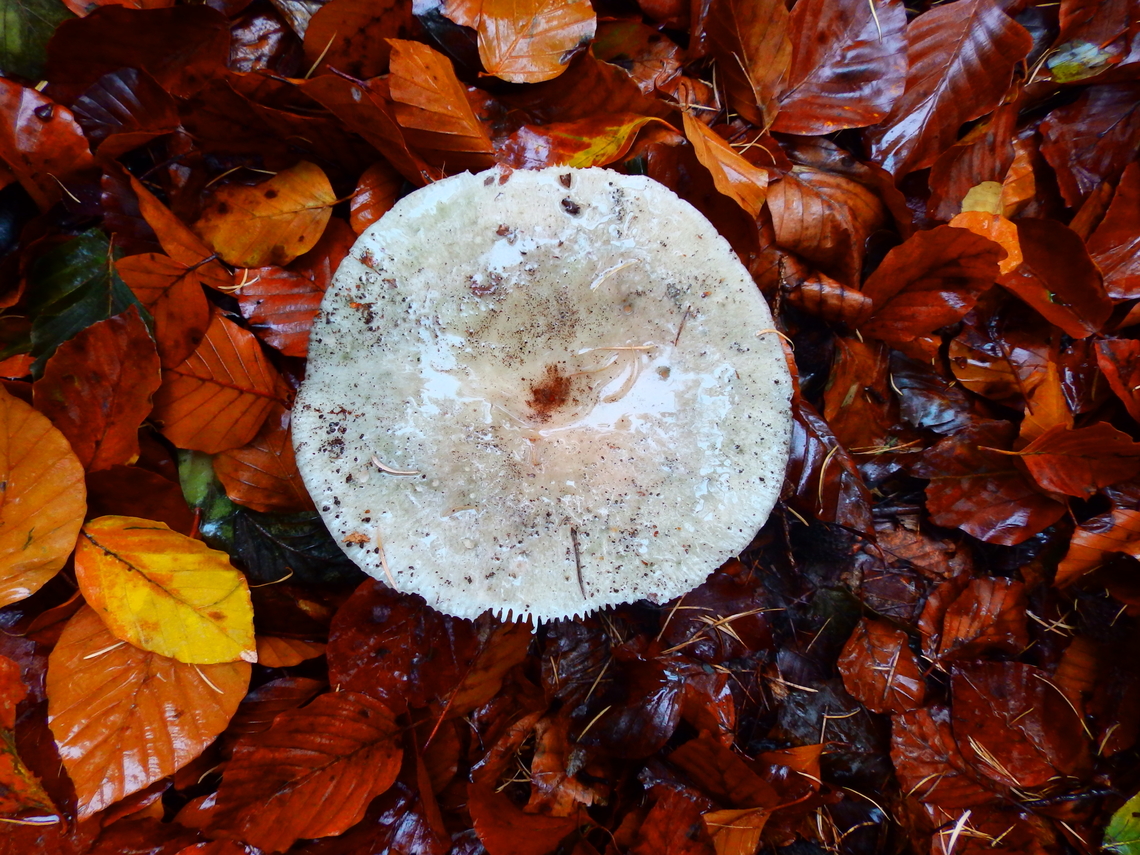 Lactarius blennius Arboretum Oud Heverlee, Nov 2013. Belgium,Fall,Geotagged,Lactarius blennius,Lactarius_blennius