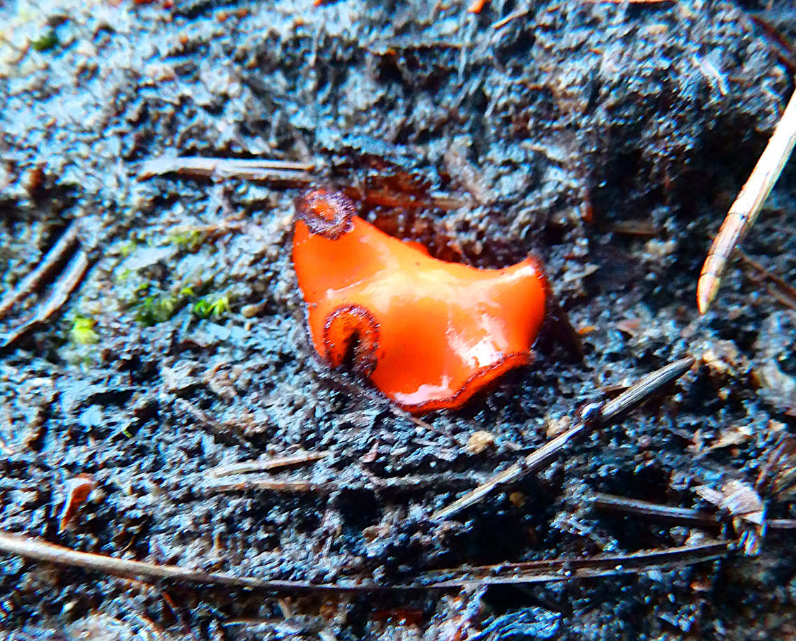 Eyelash cup - Scutellinia scutellata Bad picture, just to show is in our woods :-)<br />
Arboretum Oud Heverlee, Nov 2013.  Belgium,Eyelash cup,Fall,Geotagged,Scutellinia scutellata