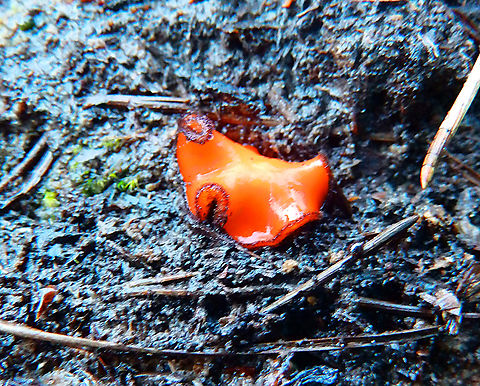 Eyelash cup - Scutellinia scutellata Bad picture, just to show is in our woods :-)
Arboretum Oud Heverlee, Nov 2013.  Belgium,Eyelash cup,Fall,Geotagged,Scutellinia scutellata