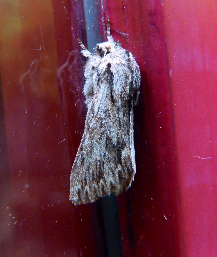 Sprawler Moth - Asteroscopus sphinx Kasteelpark Arenberg, Heverlee. Nov 2013. Asteroscopus sphinx,Belgium,Fall,Geotagged,Sprawler