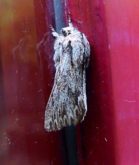 Sprawler Moth - Asteroscopus sphinx Kasteelpark Arenberg, Heverlee. Nov 2013. Asteroscopus sphinx,Belgium,Fall,Geotagged,Sprawler