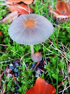 Parasola plicatilis Kasteelpark Arenberg, Oct 2013.     Belgium,Fall,Geotagged,Parasola plicatilis
