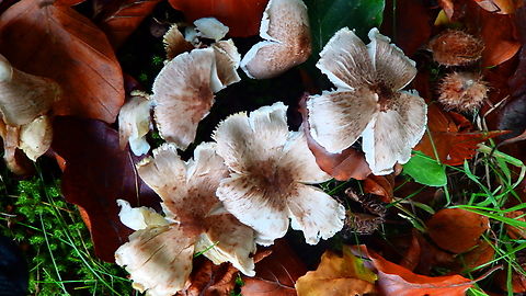 Tiger Sawgill - Lentinus tigrinus Kasteelpark Arenberg, Oct 2013.  Belgium,Fall,Geotagged,Lentinus tigrinus,Tiger Sawgill