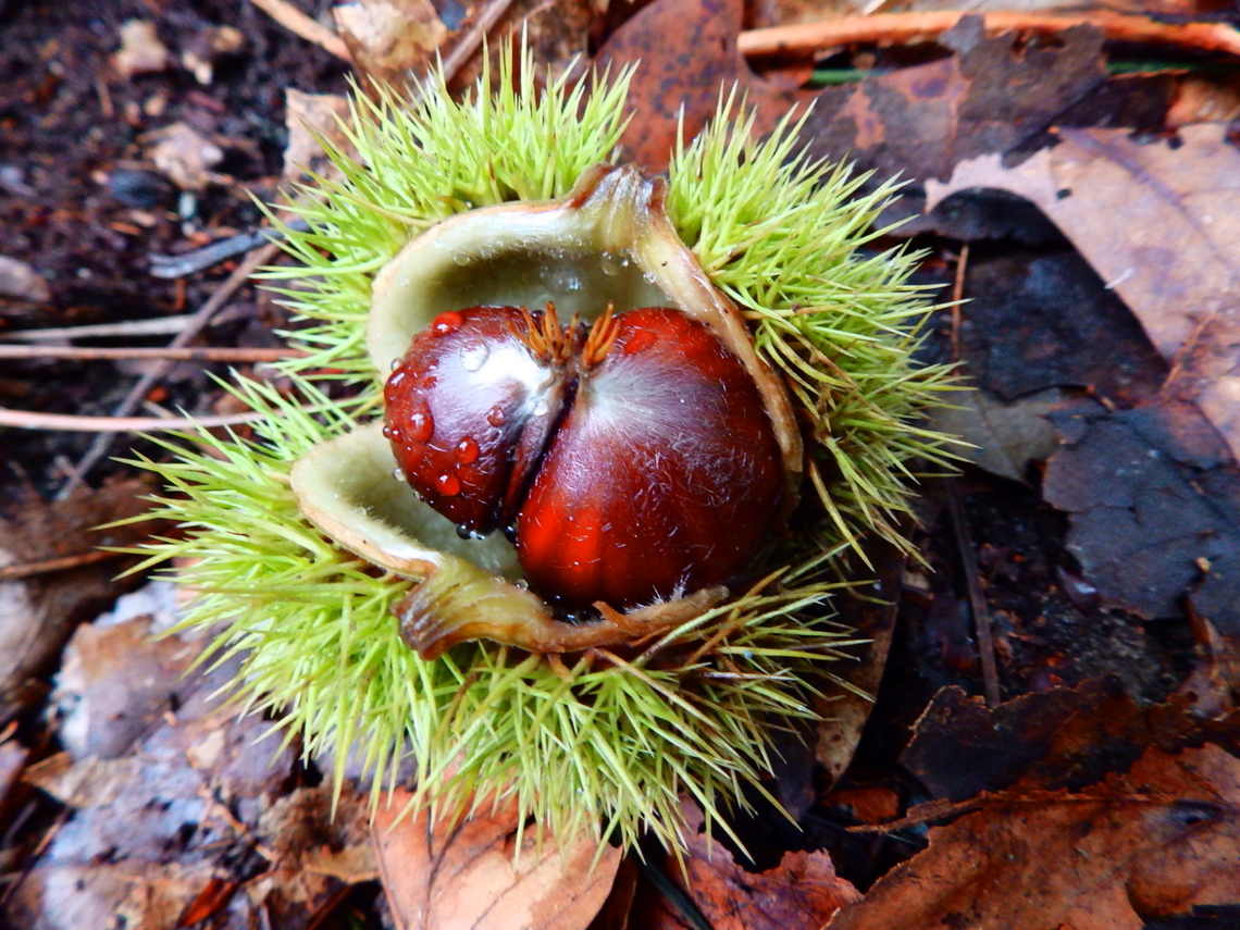 Sweet Chestnut  - Castanea sativa Meerdaalbos, Oct 2013.  Belgium,Castanea sativa,Fall,Geotagged,Sweet Chestnut