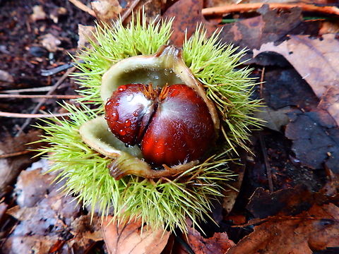 Sweet Chestnut  - Castanea sativa Meerdaalbos, Oct 2013.  Belgium,Castanea sativa,Fall,Geotagged,Sweet Chestnut
