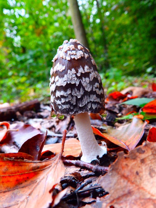 Coprinopsis picacea Meerdaalbos, Oct 2013.  Belgium,Coprinopsis picacea,Fall,Geotagged