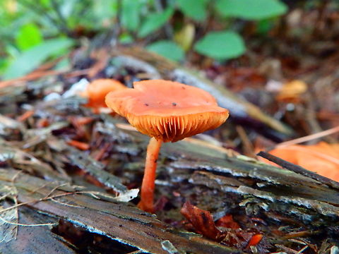 Waxy laccaria - Laccaria laccata Meerdaalbos, Oct 2013.  Belgium,Fall,Geotagged,Laccaria laccata,Waxy laccaria