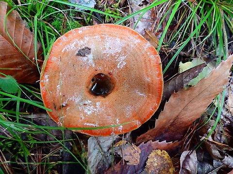 Saffron milk cap - Lactarius deliciosus Meerdaalbos, Oct 2013. Belgium,Fall,Geotagged,Lactarius deliciosus,Saffron milk cap