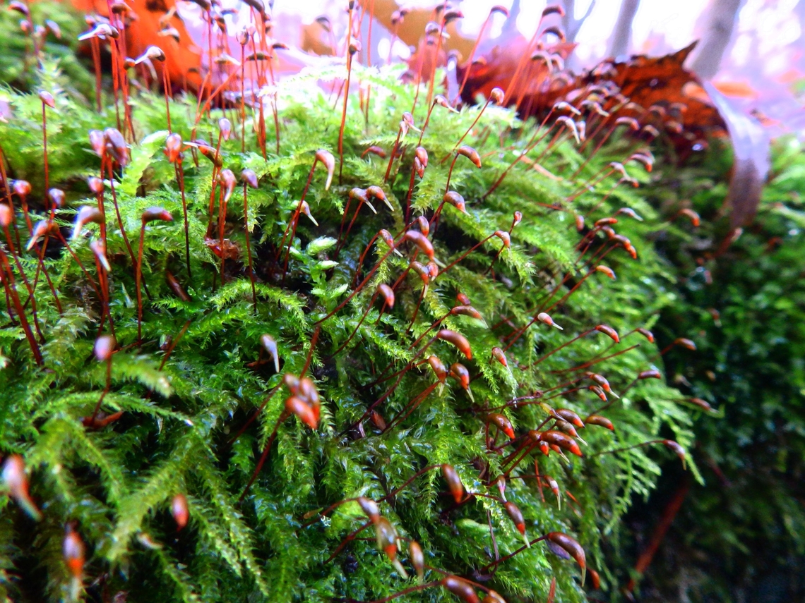 Rough-stalked Feather-Moss - Brachythecium rutabulum Meerdaalbos, Dec 2013.  Belgium,Brachythecium rutabulum,Fall,Geotagged,Rough-stalked Feather-Moss