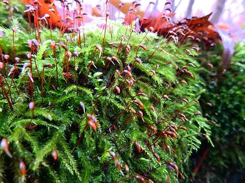 Rough-stalked Feather-Moss - Brachythecium rutabulum Meerdaalbos, Dec 2013.  Belgium,Brachythecium rutabulum,Fall,Geotagged,Rough-stalked Feather-Moss