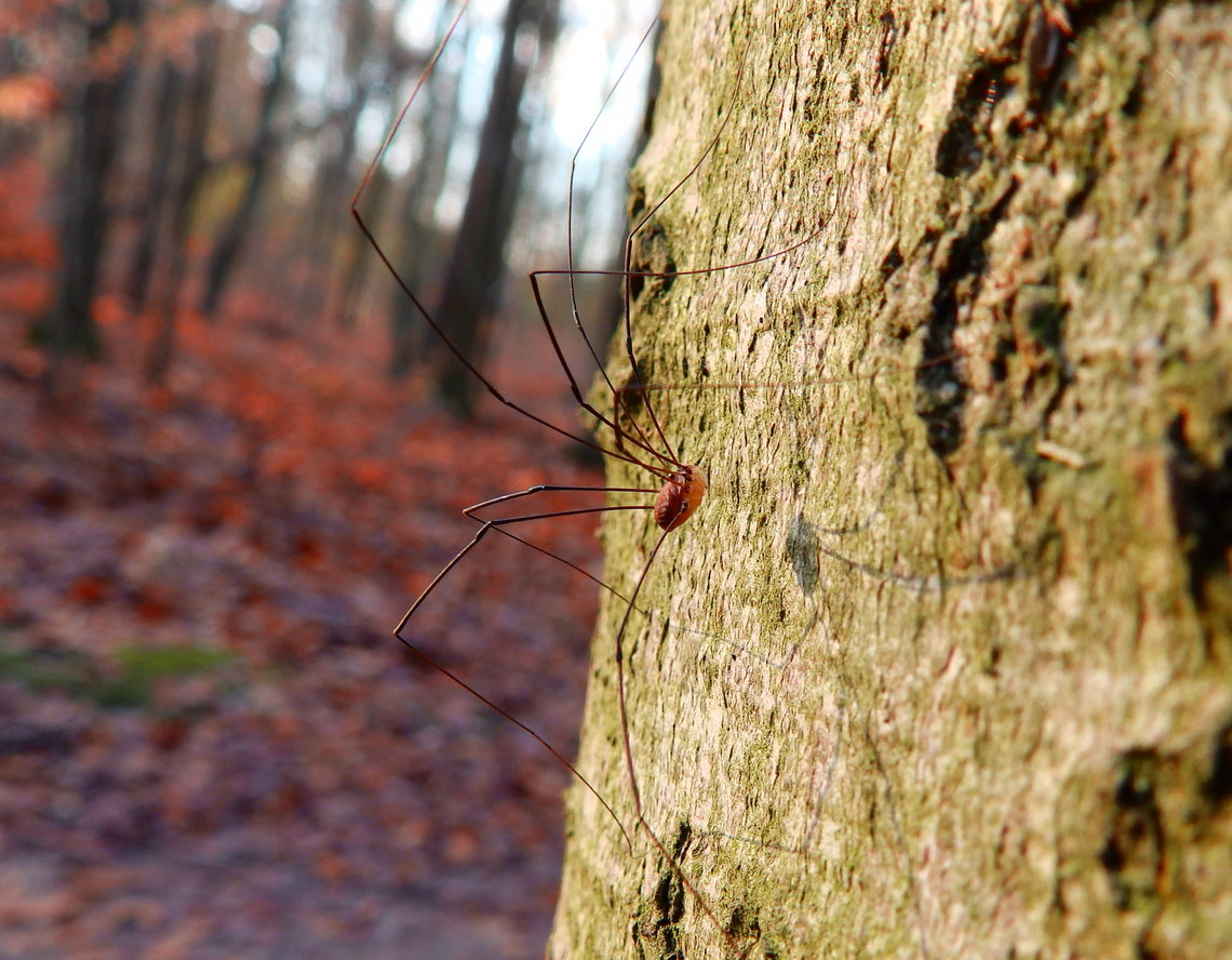 Leiobunum rotundum Meerdaalbos, Dec 2013.  Belgium,Fall,Geotagged,Leiobunum rotundum