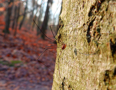 Leiobunum rotundum Meerdaalbos, Dec 2013.  Belgium,Fall,Geotagged,Leiobunum rotundum