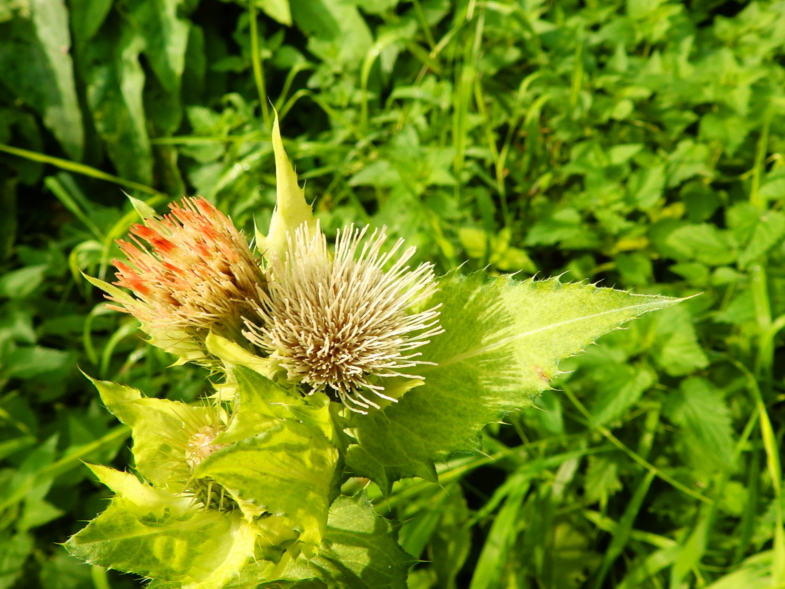 Cabbage thistle - Cirsium oleraceum Doode Bemde, Oct 2013.<br />
<a href="https://waarnemingen.be/species/6612/photos/" rel="nofollow">https://waarnemingen.be/species/6612/photos/</a>? Belgium,Cirsium oleraceum,Fall,Geotagged