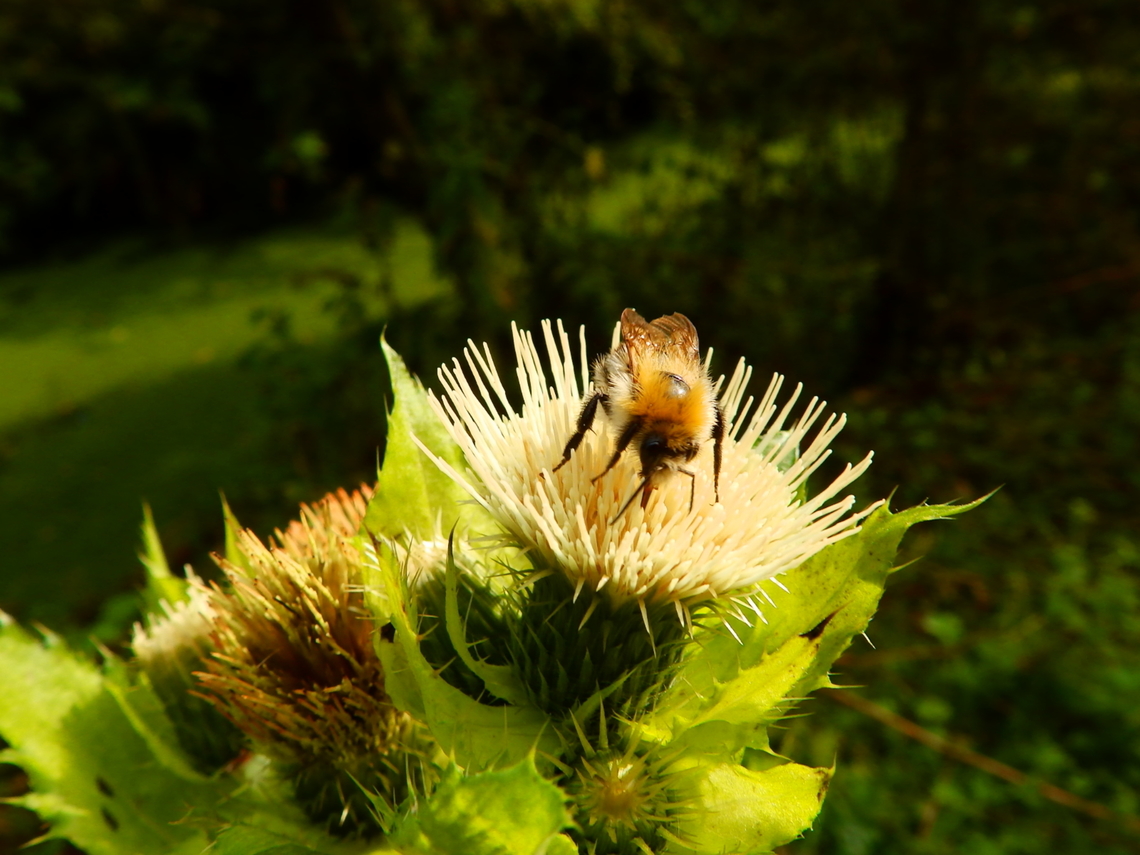 Common Carder Bee - Bombus pascuorum Doode Bemde, Oct 2013. Belgium,Bombus pascuorum,Fall,Geotagged