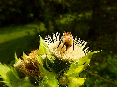 Common Carder Bee - Bombus pascuorum Doode Bemde, Oct 2013. Belgium,Bombus pascuorum,Fall,Geotagged