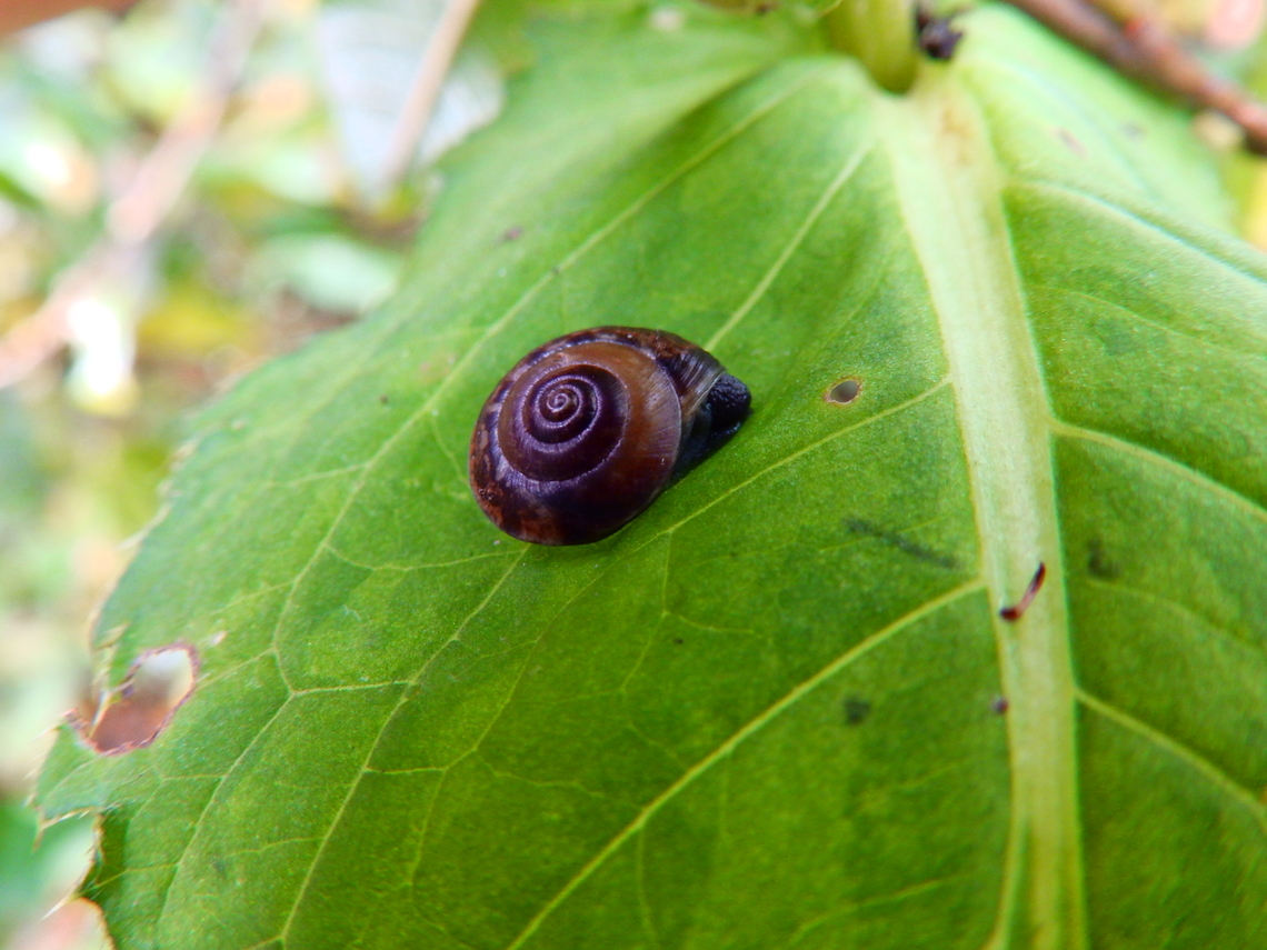 Girdled snail - Hygromia_cinctella Doode Bemde, Oct 2013.<br />
<a href="https://waarnemingen.be/species/20349/photos/?page=11" rel="nofollow">https://waarnemingen.be/species/20349/photos/?page=11</a> Belgium,Fall,Geotagged,Hygromia cinctella