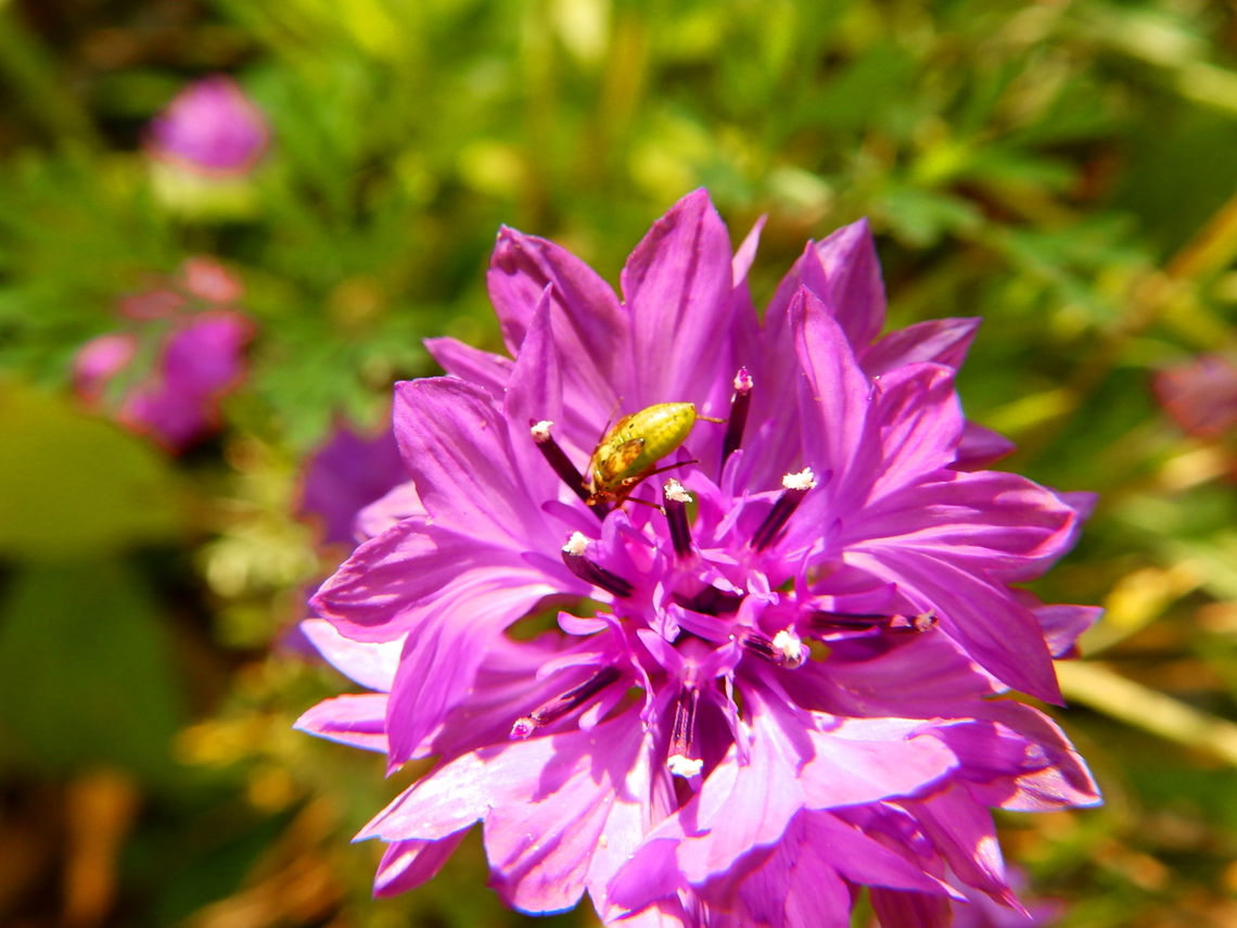 Lygus pratensis - Nymph Doode Bemde, Oct 2013. Belgium,Fall,Geotagged,Lygus pratensis