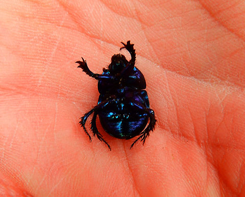 Woodland Dor Beetle - Anoplotrupes stercorosus (upside down view) Meerdaalbos, Oct 2013. Anoplotrupes stercorosus,Belgium,Fall,Geotagged,Woodland Dor Beetle