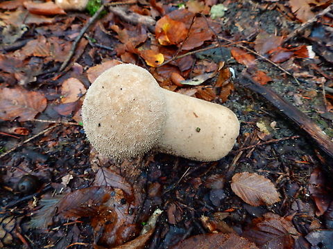 Pestle Puffball - Handkea excipuliformis Meerdaalbos, Oct 2013. Belgium,Fall,Geotagged,Handkea excipuliformis