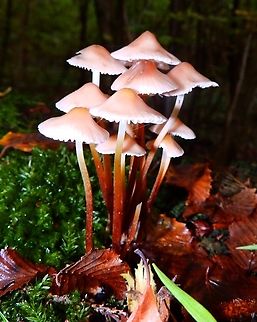 Oak-stump bonnet cap - Mycena inclinata Meerdaalbos, Oct 2013.      Belgium,Fall,Geotagged,Mycena inclinata,Oak-stump bonnet cap