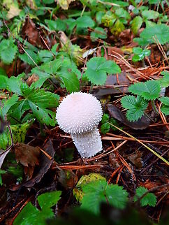 Common puffball - Lycoperdon perlatum Meerdaalbos, Oct 2013.  Belgium,Common puffball,Fall,Geotagged,Lycoperdon perlatum