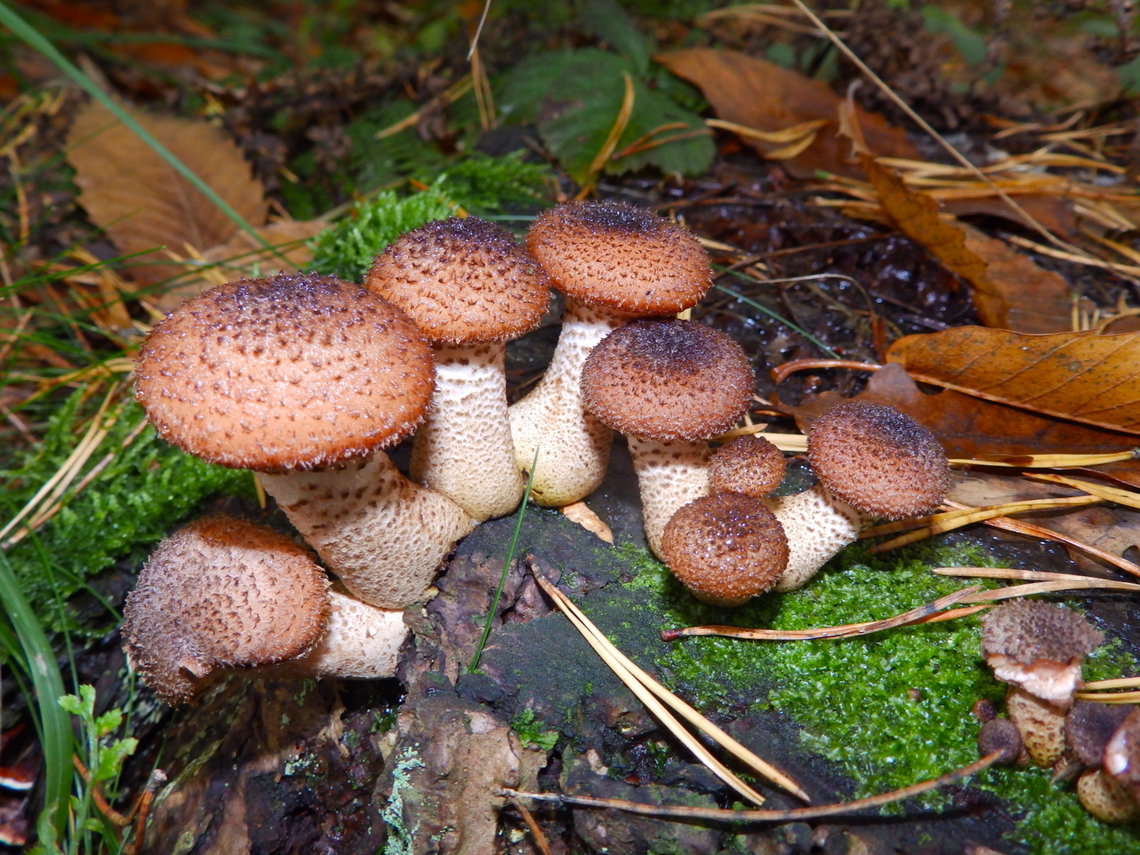 Armillaria solidipes (ostoyae) Meerdaalbos, Oct 2013.  Armillaria solidipes,Belgium,Fall,Geotagged