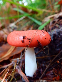 Vomiting Russula - Russula emetica Meerdaalbos, Oct 2013.  Belgium,Fall,Geotagged,Russula emetica,Vomiting Russula