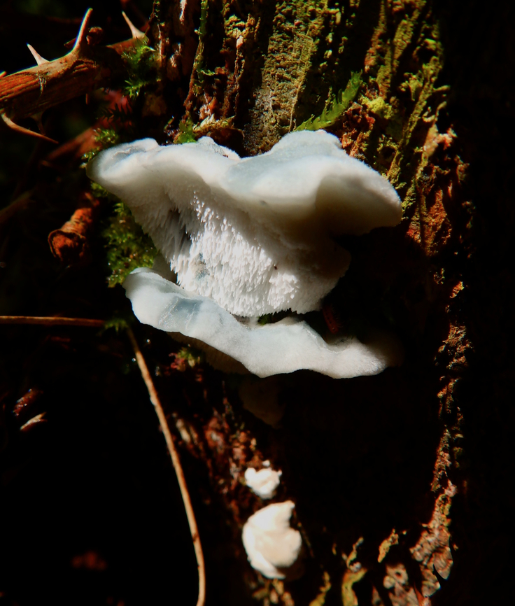 Blue Cheese Polypore - Postia caesia Meerdaelbos, Belgium (Oct 2013).<br />
<a href="https://waarnemingen.be/species/673569/photos/" rel="nofollow">https://waarnemingen.be/species/673569/photos/</a>? Belgium,Blue Cheese Polypore,Fall,Geotagged,Postia caesia