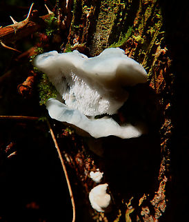 Blue Cheese Polypore - Postia caesia Meerdaelbos, Belgium (Oct 2013).
https://waarnemingen.be/species/673569/photos/? Belgium,Blue Cheese Polypore,Fall,Geotagged,Postia caesia