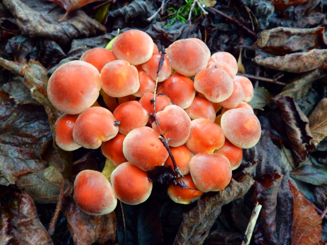 Hypholoma_lateritium Meerdaelbos, Belgium (Oct 2013).<br />
<a href="https://waarnemingen.be/species/673268/photos/" rel="nofollow">https://waarnemingen.be/species/673268/photos/</a>? Belgium,Brick cap,Fall,Geotagged,Hypholoma lateritium