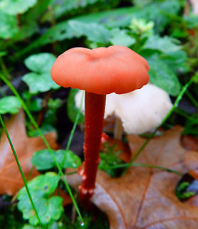 Scurfy Deceiver - Laccaria proxima Meerdaelbos, Belgium (Oct 2013).
https://waarnemingen.be/species/15521/photos/?
Could also be L. Laccata. I am not sure. Belgium,Fall,Geotagged,Laccaria proxima,Scurfy Deceiver