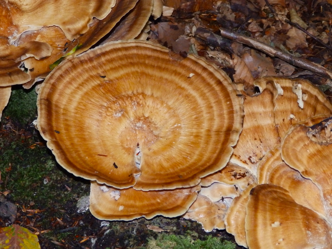 Giant polypore - Meripilus giganteus Meerdaelbos,Sep 2013.<br />
<a href="https://waarnemingen.be/species/15925/" rel="nofollow">https://waarnemingen.be/species/15925/</a> Belgium,Geotagged,Giant polypore,Meripilus giganteus,Summer