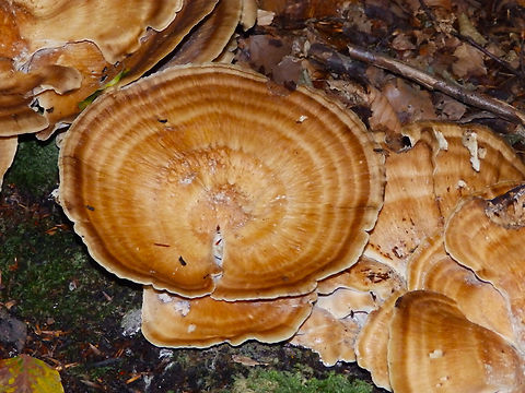 Giant polypore - Meripilus giganteus Meerdaelbos,Sep 2013.
https://waarnemingen.be/species/15925/ Belgium,Geotagged,Giant polypore,Meripilus giganteus,Summer