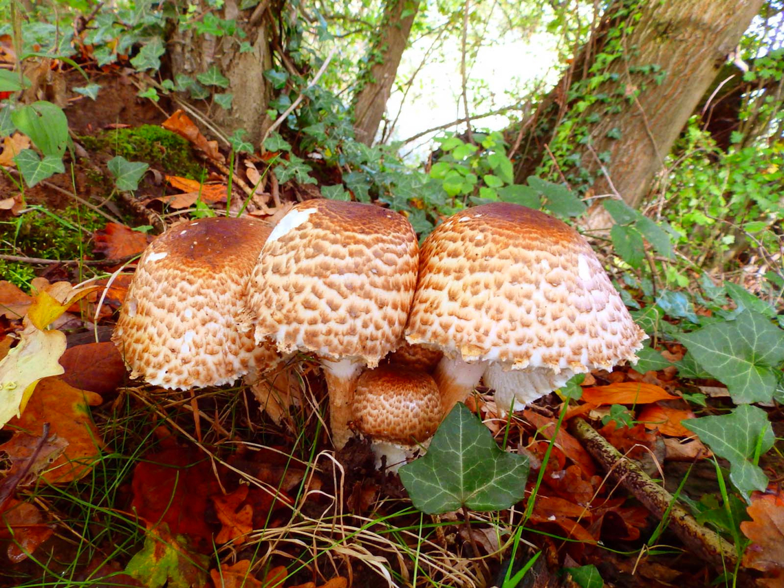 Shaggy scalycap - Pholiota squarrosa Meerdaelbos, Oct 2013.   <br />
<a href="https://waarnemingen.be/species/15520/photos/?page=8" rel="nofollow">https://waarnemingen.be/species/15520/photos/?page=8</a>  Belgium,Fall,Geotagged,Pholiota squarrosa,Shaggy scalycap