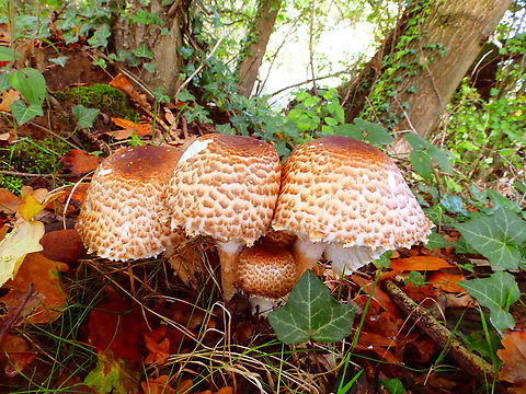 Shaggy scalycap - Pholiota squarrosa Meerdaelbos, Oct 2013.   
https://waarnemingen.be/species/15520/photos/?page=8  Belgium,Fall,Geotagged,Pholiota squarrosa,Shaggy scalycap