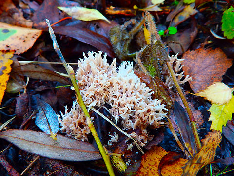 Pterula_multifida Meerdaalbos, Oct 2013.
https://waarnemingen.be/species/13771/ Belgium,Fall,Geotagged,Pterula multifida,Spruce Feather