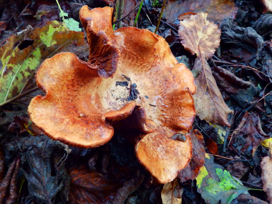 Paxillus vernalis aka filamentosus While the description of this species in Wikipedia locates it only in America, there are multiple sightings of this species in Europe. In Belgium you can see here the multiple spottings:<br />
<a href="https://waarnemingen.be/species/15118/photos/?page=2" rel="nofollow">https://waarnemingen.be/species/15118/photos/?page=2</a><br />
<br />
My spotting was made in Meerdaalbos, Oct 2013.<br />
Other web sites linking the species to Europe:<br />
<a href="https://boletales.com/genera/paxillus/p-vernalis/" rel="nofollow">https://boletales.com/genera/paxillus/p-vernalis/</a> Belgium,Fall,Geotagged,Paxillus vernalis