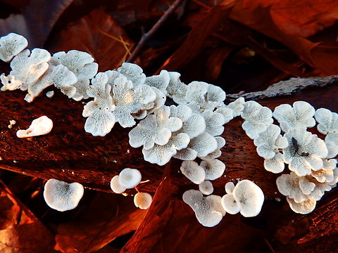 Crimped Gill - Plicaturopsis crispa Meerdaalbos, Dec 2013. Belgium,Crimped Gill,Fall,Geotagged,Plicaturopsis crispa