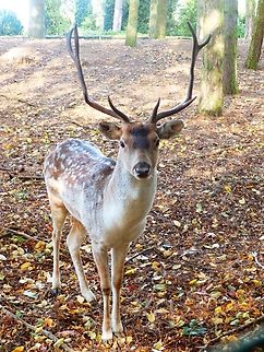 Fallow Deer - Dama dama Male Jezuietenpark, Heverlee, Oct 2013.      Belgium,Dama dama,Fall,Fallow Deer,Geotagged