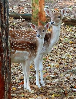 Fallow Deer - Dama dama (the ladies :-) Jezuietenpark, Heverlee, Oct 2013.  Belgium,Dama dama,Fall,Fallow Deer,Geotagged