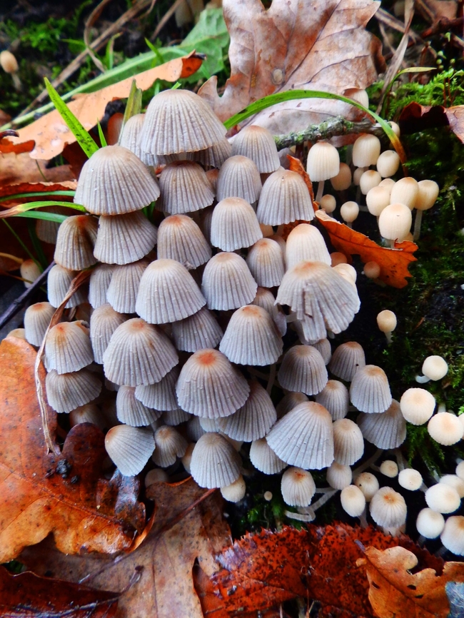 Trooping Crumble Cap - Coprinellus disseminatus Meerdaalbos, Dec 2013.    Belgium,Coprinellus disseminatus,Fall,Geotagged,Trooping Crumble Cap