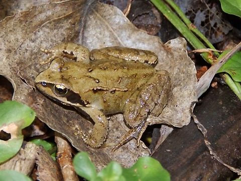 European common frog - Rana temporaria Doode Bemde, Oct 2013. Belgium,Common frog,Fall,Geotagged,Rana temporaria