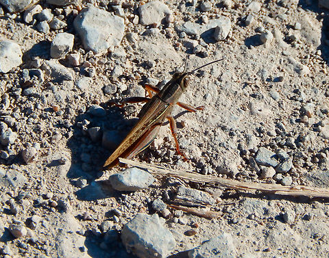 Anacridium aegyptum Altea, Spain. Nov 2013. Anacridium aegyptium,Anacridium aegyptum,Fall,Geotagged,Spain