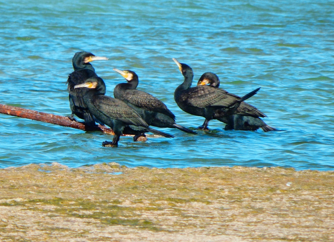 Great Cormorant - Phalacrocorax carbo Salinas de Calpe. Nov 2013.         Fall,Geotagged,Great Cormorant,Phalacrocorax carbo,Spain