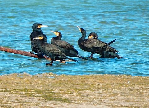 Great Cormorant - Phalacrocorax carbo Salinas de Calpe. Nov 2013.         Fall,Geotagged,Great Cormorant,Phalacrocorax carbo,Spain