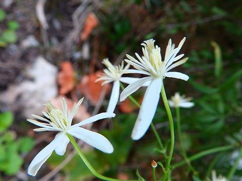 Fragrant Virgin's-Bower - Clematis flammula Peñón de Ifach, Calpe. Nov 2013. Clematis flammula,Fall,Fragrant Virgin's-Bower,Geotagged,Spain