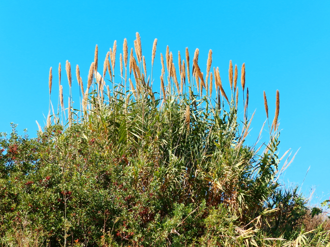 Arundo donax Salinas de Calpe. Nov 2013.  Arundo donax,Fall,Geotagged,Spain