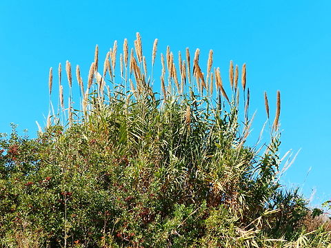 Arundo donax Salinas de Calpe. Nov 2013.  Arundo donax,Fall,Geotagged,Spain