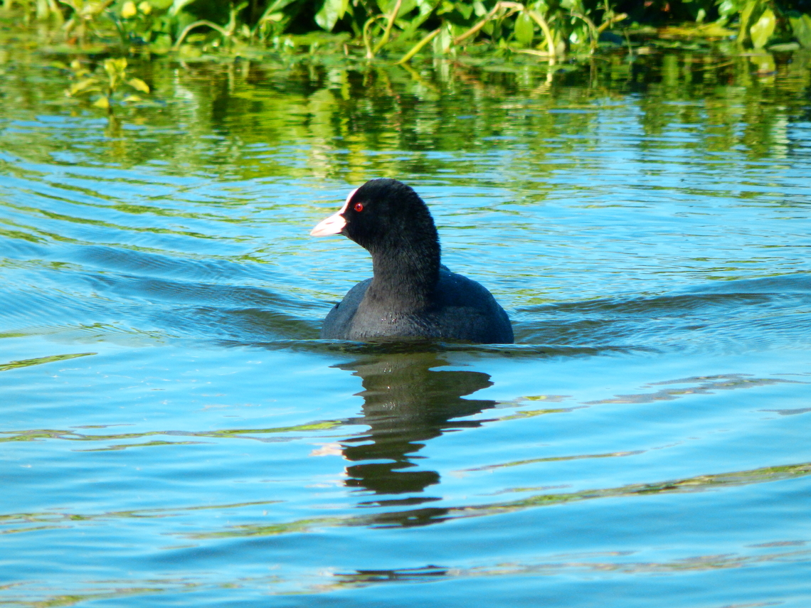 Eurasian coot - Fulica atra Rio Algar, Altea. Nove 2013. Eurasian coot,Fall,Fulica atra,Geotagged,Spain